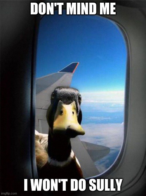 Sully (again) |  DON'T MIND ME; I WON'T DO SULLY | image tagged in airplane duck,sully | made w/ Imgflip meme maker