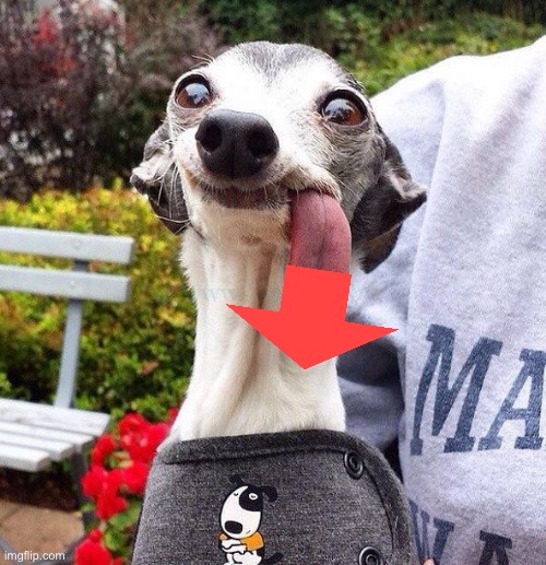 Derp Dog | image tagged in derp dog | made w/ Imgflip meme maker