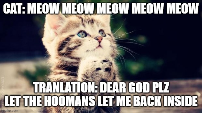 Praying cat | CAT: MEOW MEOW MEOW MEOW MEOW TRANLATION: DEAR GOD PLZ LET THE HOOMANS LET ME BACK INSIDE | image tagged in praying cat | made w/ Imgflip meme maker