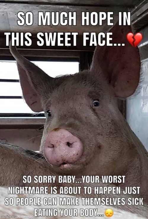:( | image tagged in pig | made w/ Imgflip meme maker