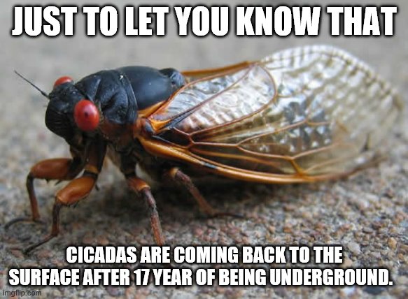 Just a heads up | JUST TO LET YOU KNOW THAT; CICADAS ARE COMING BACK TO THE SURFACE AFTER 17 YEAR OF BEING UNDERGROUND. | image tagged in cicada | made w/ Imgflip meme maker