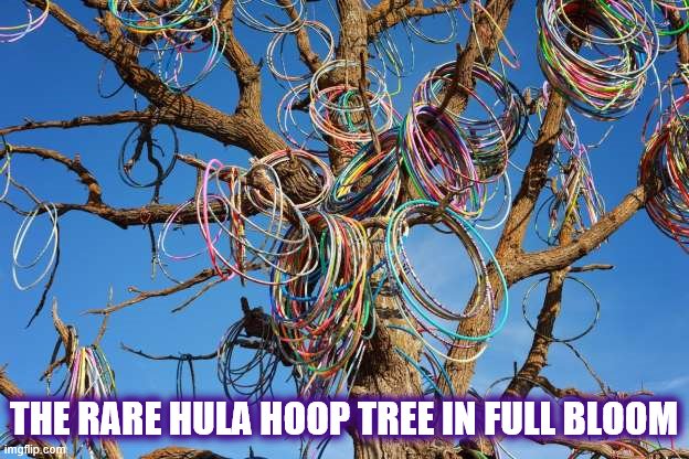 Rare pic of Hula Hoop tree in full bloom | THE RARE HULA HOOP TREE IN FULL BLOOM | image tagged in hula hoop | made w/ Imgflip meme maker