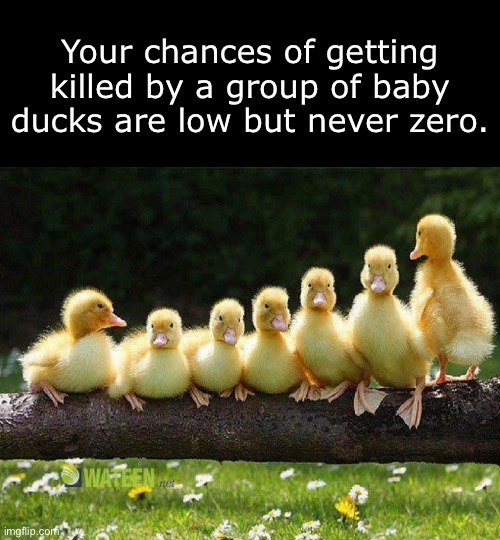 Your chances of getting killed by a group of baby ducks are low but never zero. | image tagged in baby ducks,your chances of getting killed,your chances,chances,your chances of getting killed by a group of baby ducks is low bu | made w/ Imgflip meme maker
