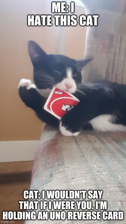 Cat holding uno reverse card meme | ME: I HATE THIS CAT; CAT: I WOULDN'T SAY THAT IF I WERE YOU. I'M HOLDING AN UNO REVERSE CARD | image tagged in never insult a cat | made w/ Imgflip meme maker