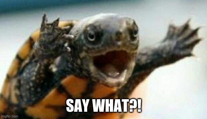Turtle Say What? | SAY WHAT?! | image tagged in turtle say what | made w/ Imgflip meme maker