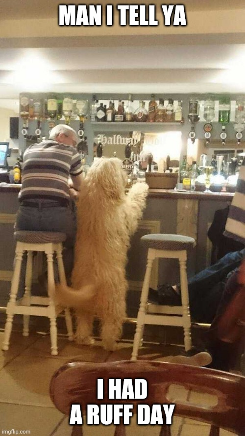 GET HIM A DRINK | MAN I TELL YA; I HAD A RUFF DAY | image tagged in dogs,funny dogs | made w/ Imgflip meme maker