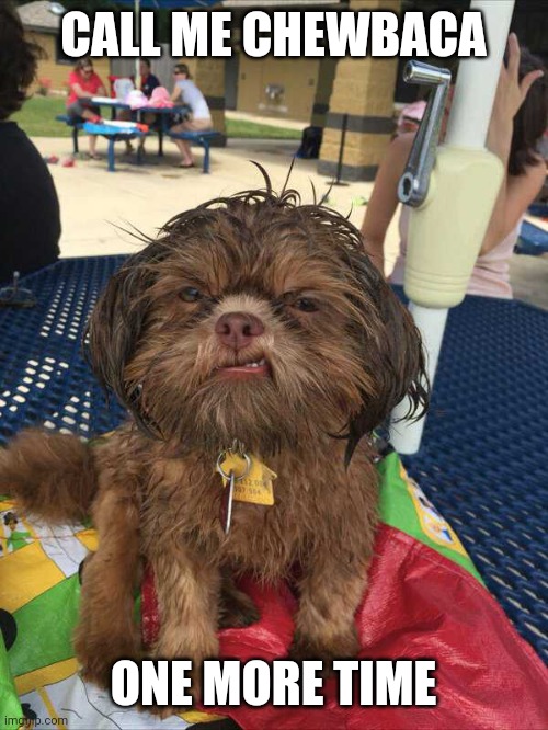 LITTLE CHEWY | CALL ME CHEWBACA; ONE MORE TIME | image tagged in dogs,funny dogs,chewbacca | made w/ Imgflip meme maker