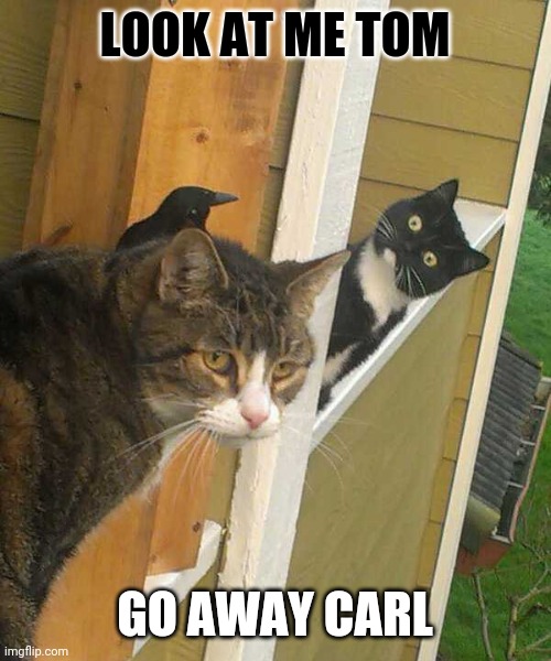 NOPE | LOOK AT ME TOM; GO AWAY CARL | image tagged in cats,funny cats | made w/ Imgflip meme maker