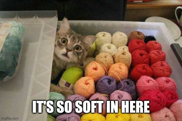 LET HIM SLEEP IN THERE | IT'S SO SOFT IN HERE | image tagged in cats,funny cats | made w/ Imgflip meme maker