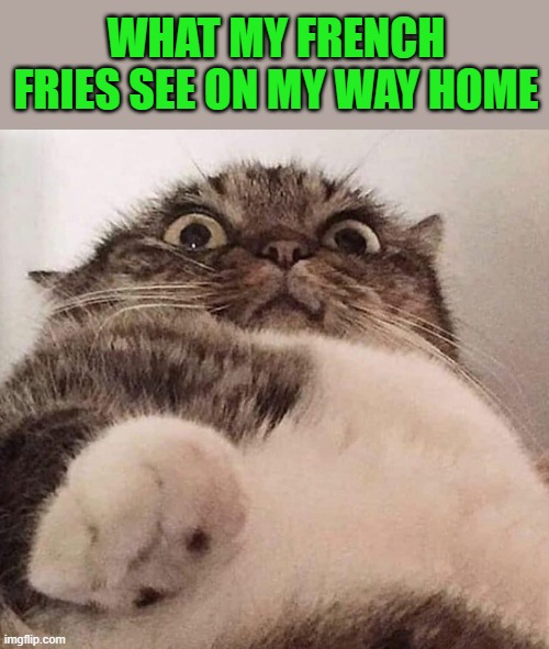 french fries view | WHAT MY FRENCH FRIES SEE ON MY WAY HOME | image tagged in french fries,the view | made w/ Imgflip meme maker