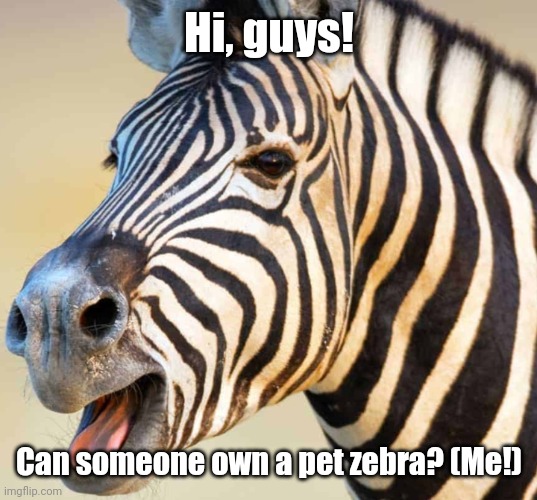 Happy Zebra | Hi, guys! Can someone own a pet zebra? (Me!) | image tagged in happy zebra | made w/ Imgflip meme maker