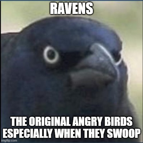 angry crow | RAVENS; THE ORIGINAL ANGRY BIRDS ESPECIALLY WHEN THEY SWOOP | image tagged in angry crow,angry birds,angry bird,birds,funny memes | made w/ Imgflip meme maker