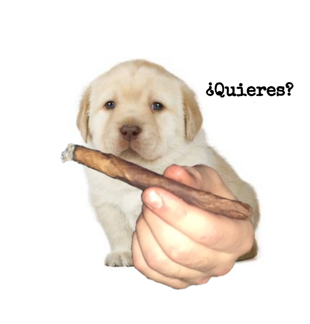 queres dog Blank Template Imgflip