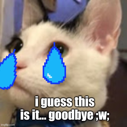 cri |  i guess this is it... goodbye ;w; | image tagged in le cat | made w/ Imgflip meme maker
