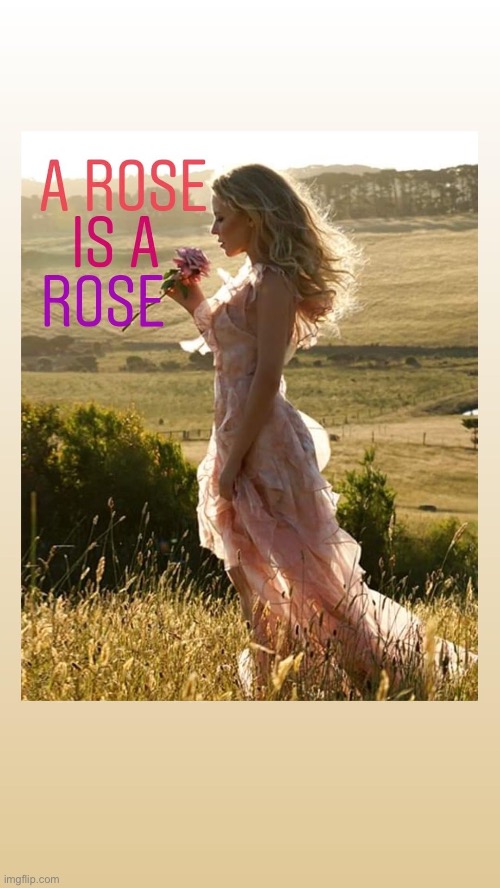 A rose is a rose, and a rosé is a rosé! For Kylie’s new wine range. | image tagged in kylie a rose is a rose,wine,wine drinker,entrepreneur,rose,roses | made w/ Imgflip meme maker
