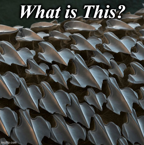 what am | What is This? | image tagged in what am | made w/ Imgflip meme maker