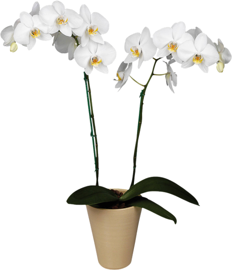 Orchid Blank Meme Template