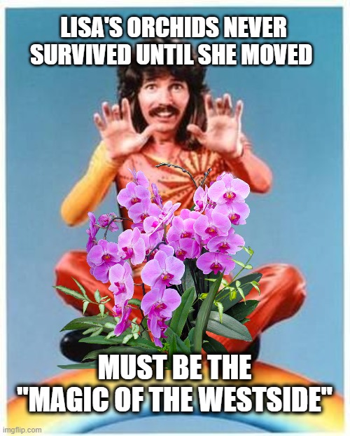 MAGIC OF THE WESTSIDE - ORCHIDS | LISA'S ORCHIDS NEVER SURVIVED UNTIL SHE MOVED; MUST BE THE "MAGIC OF THE WESTSIDE" | image tagged in orchids,plants,magic,westside,flowers,funny | made w/ Imgflip meme maker