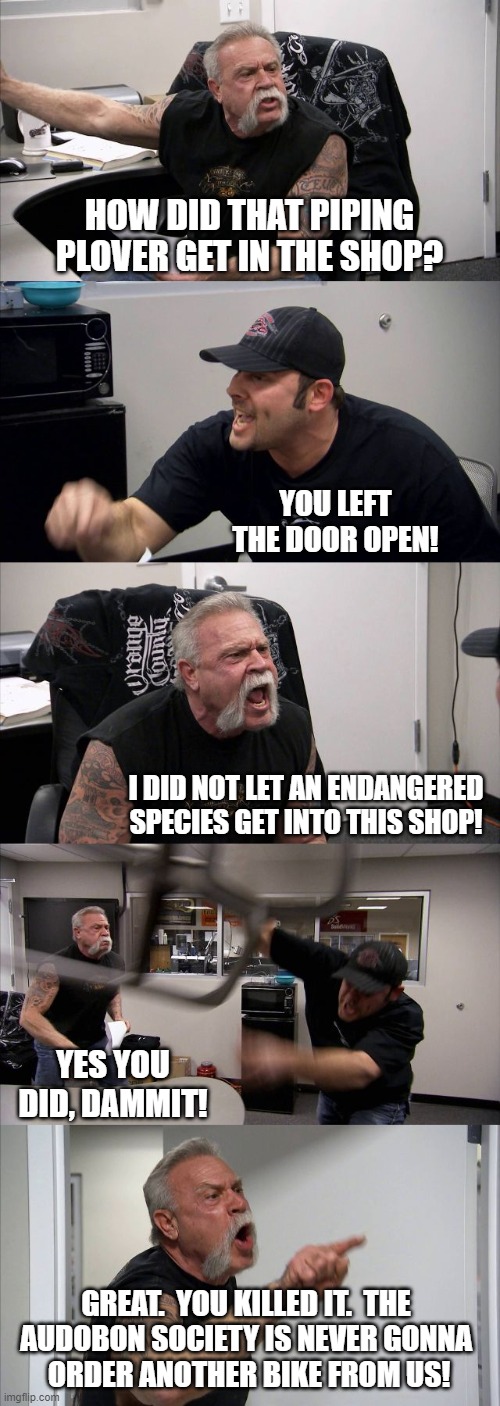 What the Hell is a Piping Plover? | HOW DID THAT PIPING PLOVER GET IN THE SHOP? YOU LEFT THE DOOR OPEN! I DID NOT LET AN ENDANGERED SPECIES GET INTO THIS SHOP! YES YOU DID, DAMMIT! GREAT.  YOU KILLED IT.  THE 
AUDOBON SOCIETY IS NEVER GONNA 
ORDER ANOTHER BIKE FROM US! | image tagged in memes,american chopper argument,piping plover,audobon society,endangered,birds | made w/ Imgflip meme maker