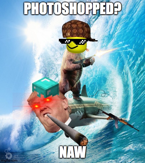 Bear Riding Shark | PHOTOSHOPPED? NAW | image tagged in bear riding shark | made w/ Imgflip meme maker