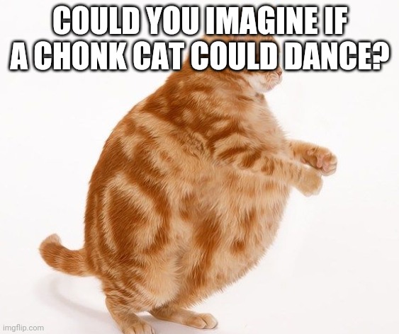 Chonk Cat dance | COULD YOU IMAGINE IF A CHONK CAT COULD DANCE? | image tagged in chonk cat dance | made w/ Imgflip meme maker
