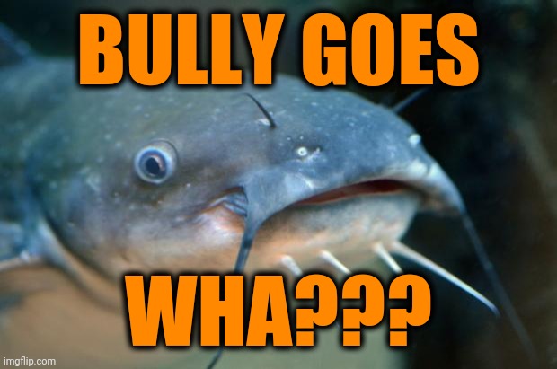 Catfish Catfish  | BULLY GOES WHA??? | image tagged in catfish catfish | made w/ Imgflip meme maker
