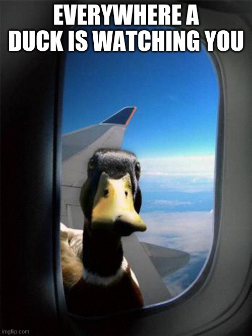 Duck Duck |  EVERYWHERE A DUCK IS WATCHING YOU | image tagged in airplane duck | made w/ Imgflip meme maker