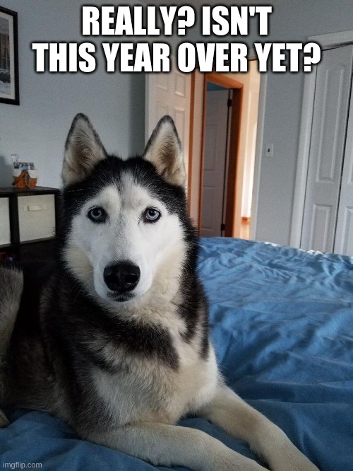 Husky | REALLY? ISN'T THIS YEAR OVER YET? | image tagged in pun dog - husky | made w/ Imgflip meme maker