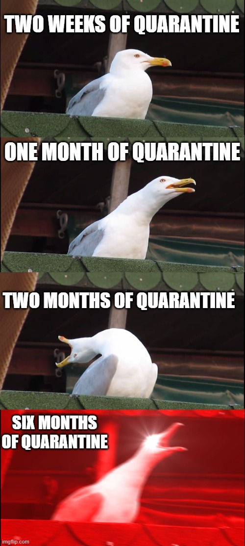 Inhaling Seagull Meme | TWO WEEKS OF QUARANTINE; ONE MONTH OF QUARANTINE; TWO MONTHS OF QUARANTINE; SIX MONTHS OF QUARANTINE | image tagged in memes,inhaling seagull | made w/ Imgflip meme maker