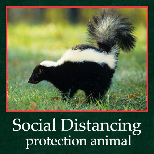 Social Distancing Protection | image tagged in funny,demotivationals,social distancing,covid-19,animals,skunk | made w/ Imgflip demotivational maker