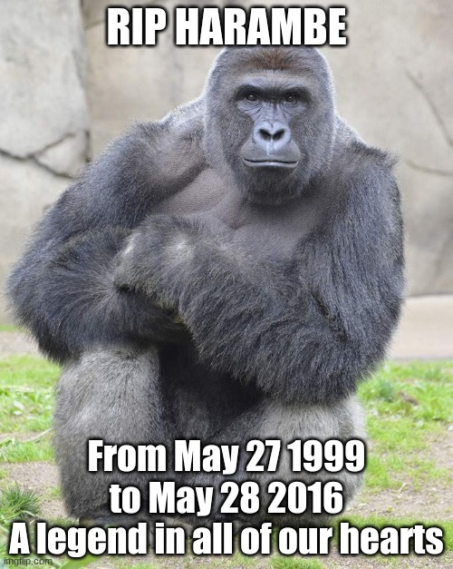 Today is the anniversary of his death | RIP HARAMBE; From May 27 1999 to May 28 2016
A legend in all of our hearts | image tagged in harambe | made w/ Imgflip meme maker