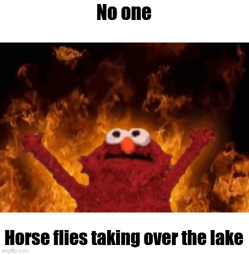 Horse flies taking over the lake | No one; Horse flies taking over the lake | image tagged in fun | made w/ Imgflip meme maker