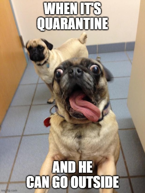 OMG | WHEN IT'S QUARANTINE; AND HE CAN GO OUTSIDE | image tagged in pug love | made w/ Imgflip meme maker