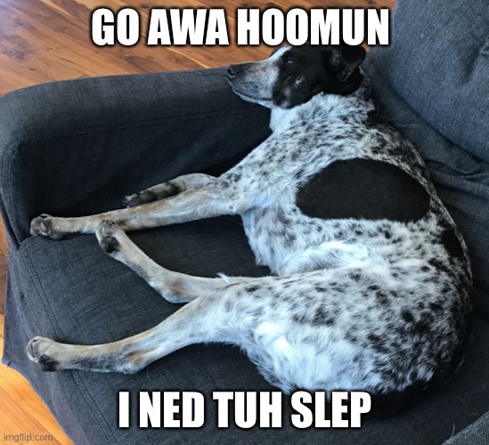 Doggo ned slep | GO AWA HOOMUN; I NED TUH SLEP | image tagged in doge,sleeping | made w/ Imgflip meme maker