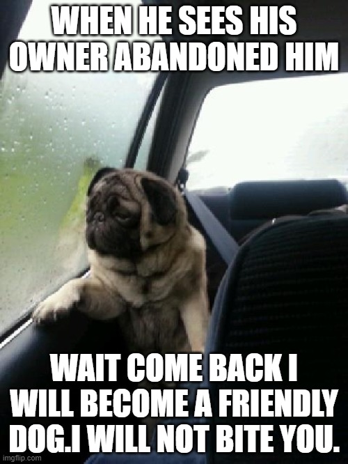 sadness | WHEN HE SEES HIS OWNER ABANDONED HIM; WAIT COME BACK I WILL BECOME A FRIENDLY DOG.I WILL NOT BITE YOU. | image tagged in introspective pug | made w/ Imgflip meme maker