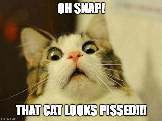 Scared Cat Meme | OH SNAP! THAT CAT LOOKS PISSED!!! | image tagged in memes,scared cat | made w/ Imgflip meme maker