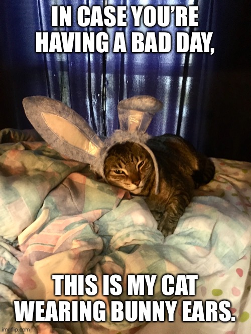 IN CASE YOU’RE HAVING A BAD DAY, THIS IS MY CAT WEARING BUNNY EARS. | image tagged in cute,cats,cat,bunny,kitty,love | made w/ Imgflip meme maker