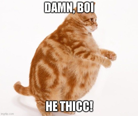 Dang, boy | DAMN, BOI; HE THICC! | image tagged in chonk cat dance | made w/ Imgflip meme maker