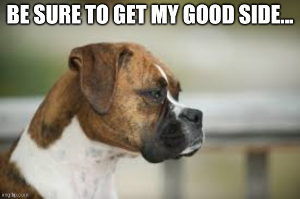 Get my good side | BE SURE TO GET MY GOOD SIDE... | image tagged in pets | made w/ Imgflip meme maker