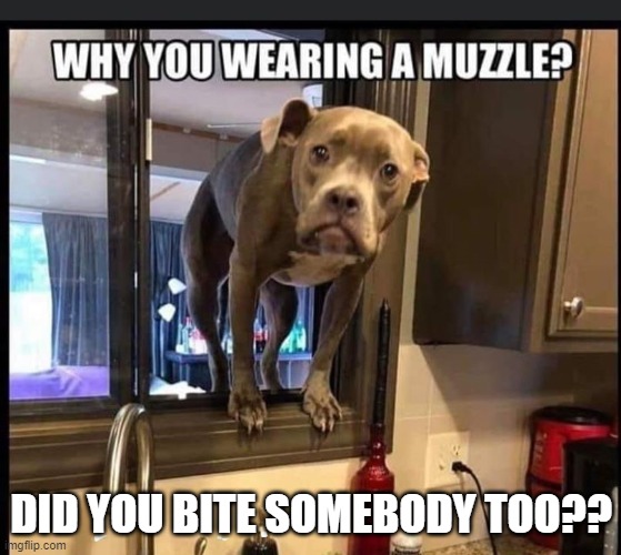 dog | DID YOU BITE SOMEBODY TOO?? | image tagged in dog | made w/ Imgflip meme maker