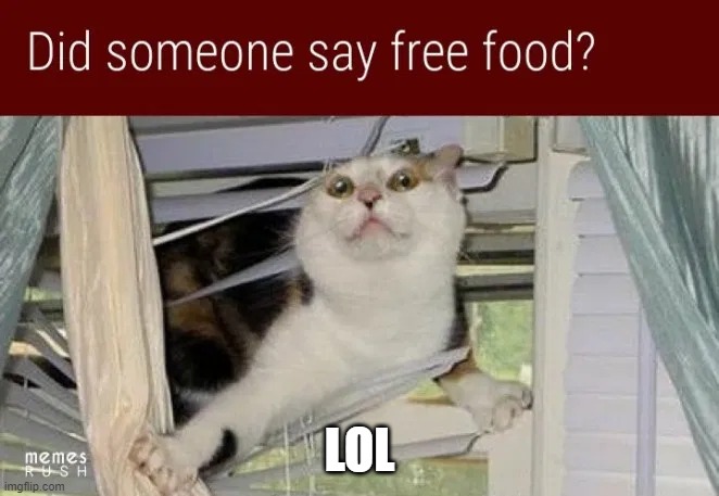LOL | image tagged in lolcats,cats | made w/ Imgflip meme maker