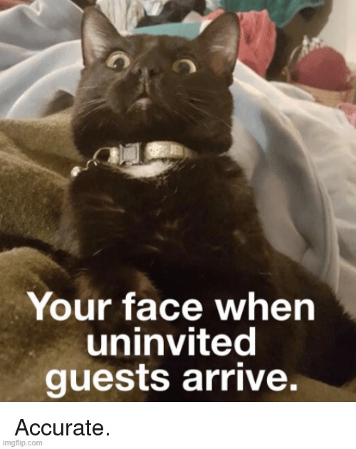 cat uninvite guests | image tagged in cats | made w/ Imgflip meme maker