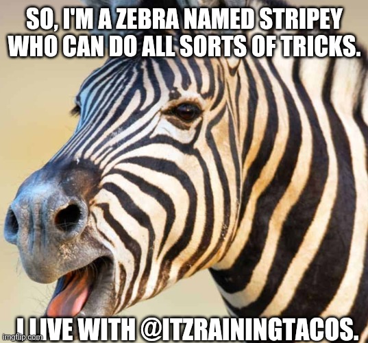 Happy Zebra | SO, I'M A ZEBRA NAMED STRIPEY WHO CAN DO ALL SORTS OF TRICKS. I LIVE WITH @ITZRAININGTACOS. | image tagged in happy zebra | made w/ Imgflip meme maker