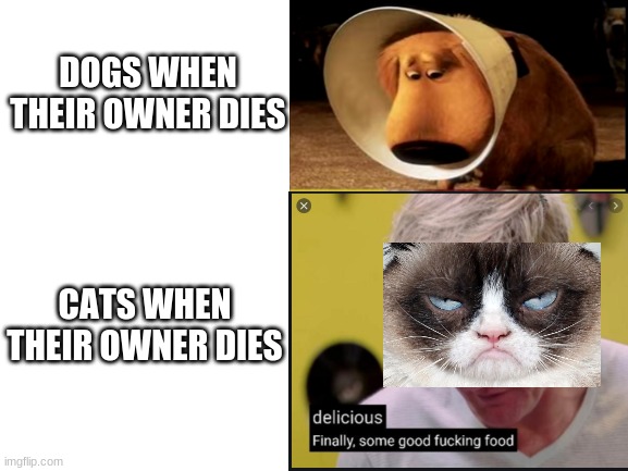 DOGS WHEN THEIR OWNER DIES; CATS WHEN THEIR OWNER DIES | image tagged in grumpy cat | made w/ Imgflip meme maker