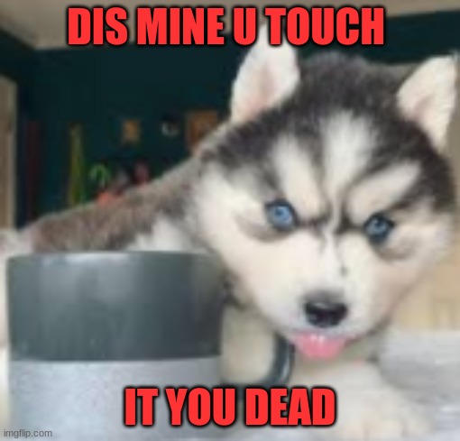 NO NO NO | DIS MINE U TOUCH; IT YOU DEAD | image tagged in husky,savage | made w/ Imgflip meme maker