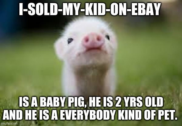 Basically I-sold-My-Kid-on-Ebay's bio i guess. | I-SOLD-MY-KID-ON-EBAY; IS A BABY PIG, HE IS 2 YRS OLD AND HE IS A EVERYBODY KIND OF PET. | image tagged in cute pigy oink,cute | made w/ Imgflip meme maker