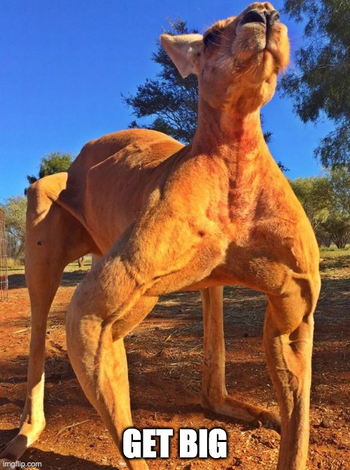 oh lord | GET BIG | image tagged in kangaroo | made w/ Imgflip meme maker