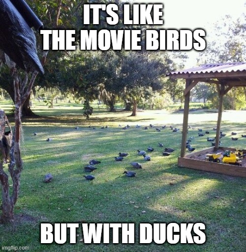 DUCKS THE MOVIE | IT'S LIKE THE MOVIE BIRDS; BUT WITH DUCKS | image tagged in ducks | made w/ Imgflip meme maker