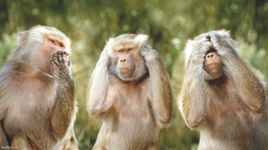 3 Monkeys | image tagged in 3 monkeys | made w/ Imgflip meme maker
