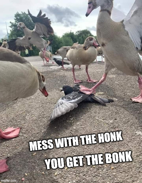 Peace was never an option | MESS WITH THE HONK; YOU GET THE BONK | image tagged in peace was never an option,wrong neighborhood,honk,pigeon | made w/ Imgflip meme maker